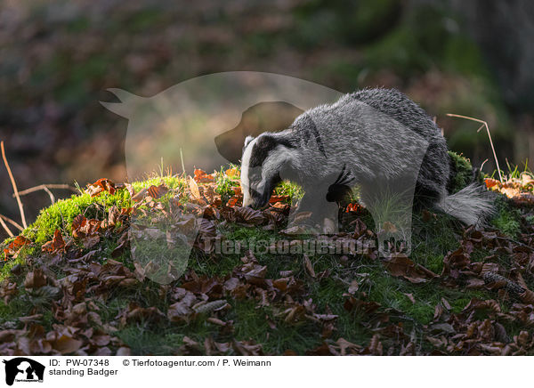 stehender Dachs / standing Badger / PW-07348