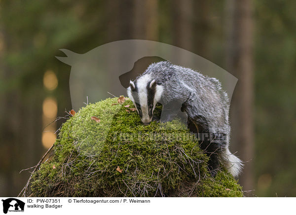 laufender Dachs / walking Badger / PW-07351