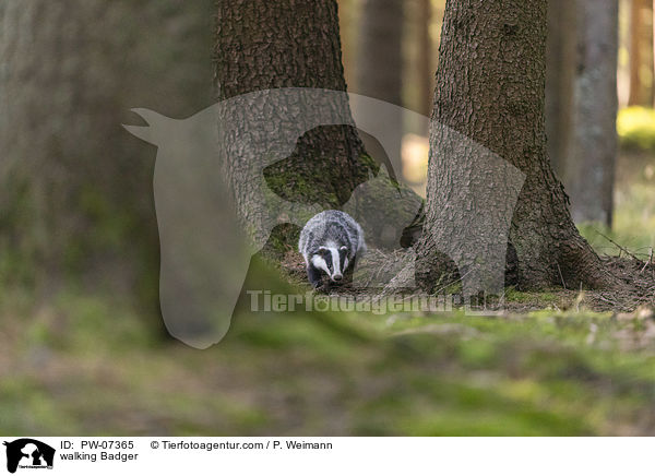 laufender Dachs / walking Badger / PW-07365
