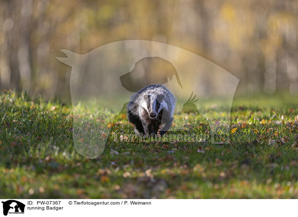 rennender Dachs / running Badger / PW-07367