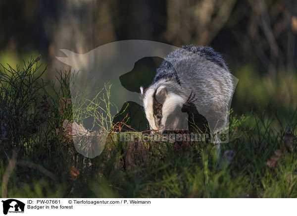 Dachs im Wald / Badger in the forest / PW-07661