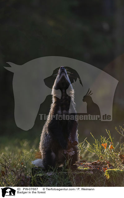 Dachs im Wald / Badger in the forest / PW-07667