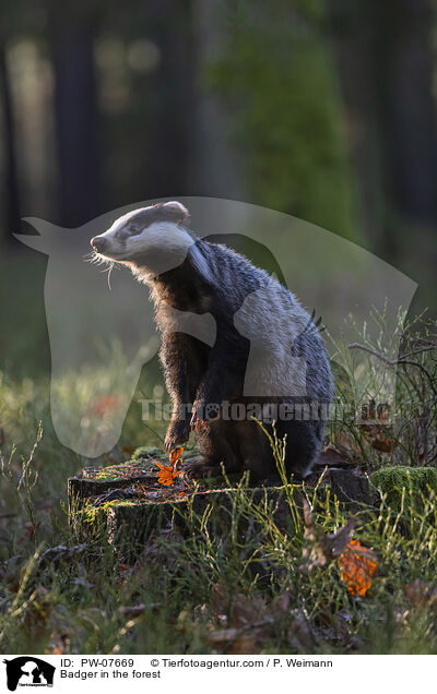 Dachs im Wald / Badger in the forest / PW-07669