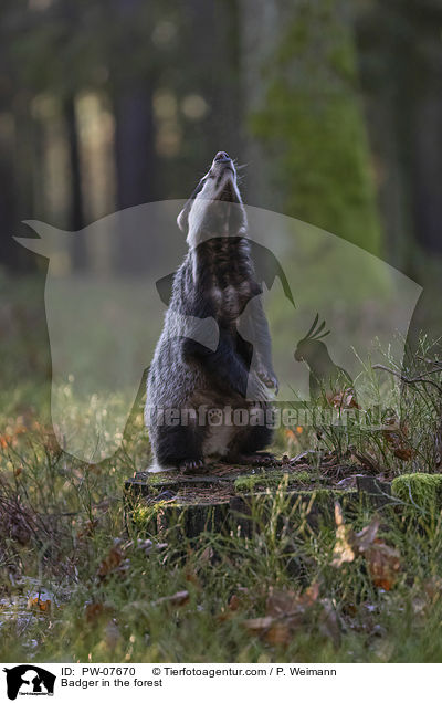 Dachs im Wald / Badger in the forest / PW-07670
