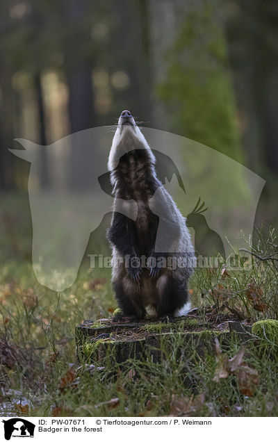 Dachs im Wald / Badger in the forest / PW-07671