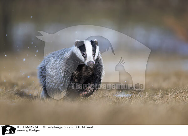 rennender Dachs / running Badger / UM-01274