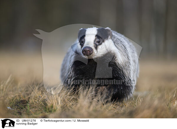 rennender Dachs / running Badger / UM-01276