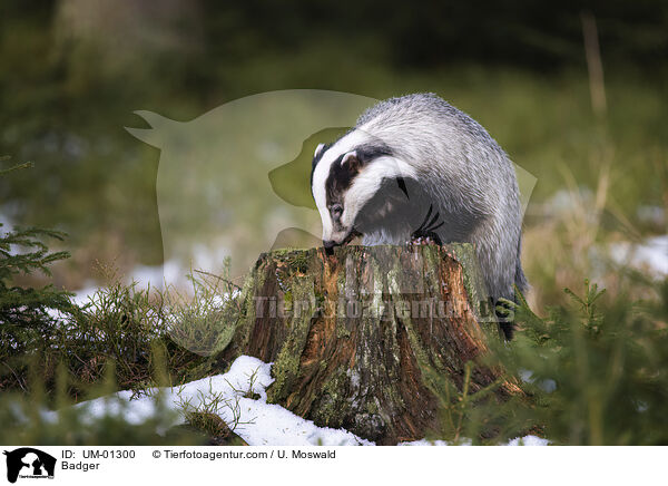 Dachs / Badger / UM-01300