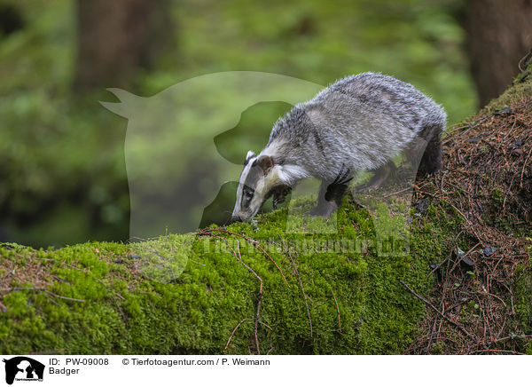 Dachs / Badger / PW-09008