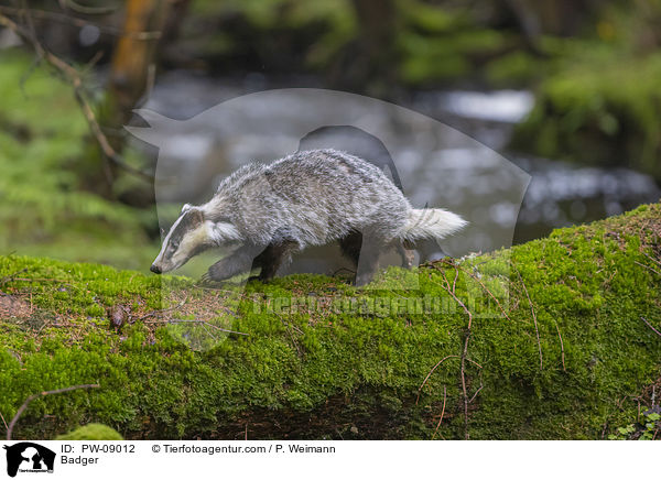 Dachs / Badger / PW-09012