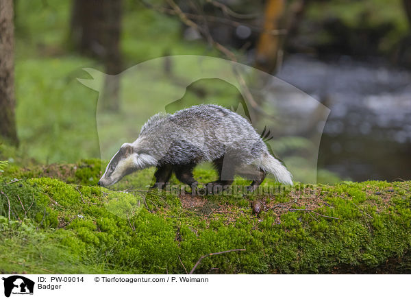 Dachs / Badger / PW-09014