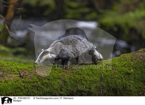 Dachs / Badger / PW-09015