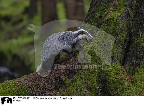 Dachs / Badger / PW-09017