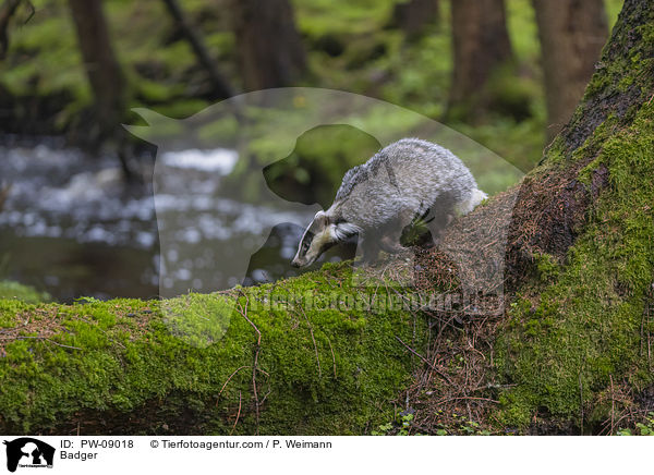 Dachs / Badger / PW-09018