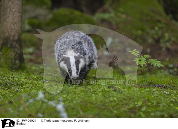 Dachs / Badger / PW-09021