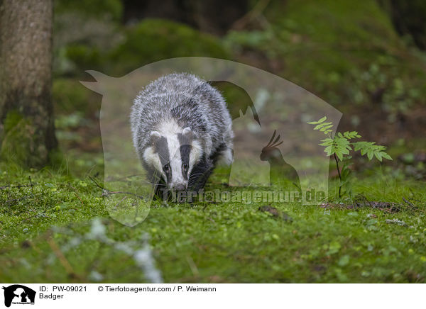 Badger / PW-09021