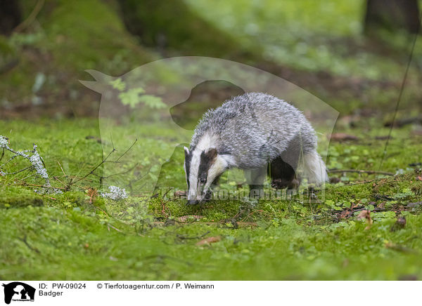 Dachs / Badger / PW-09024