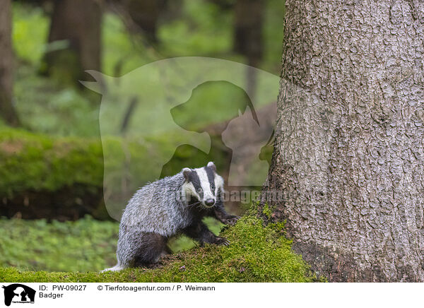 Badger / PW-09027