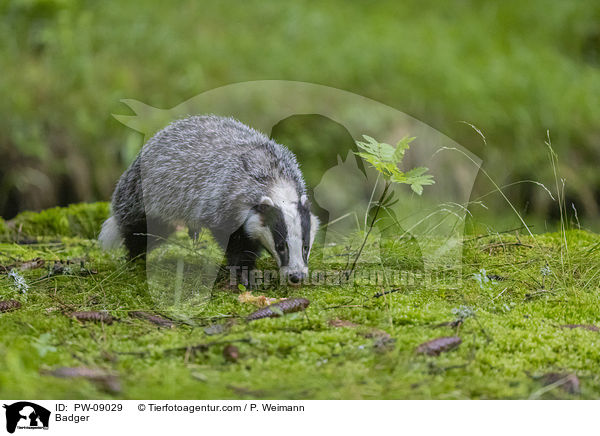 Dachs / Badger / PW-09029