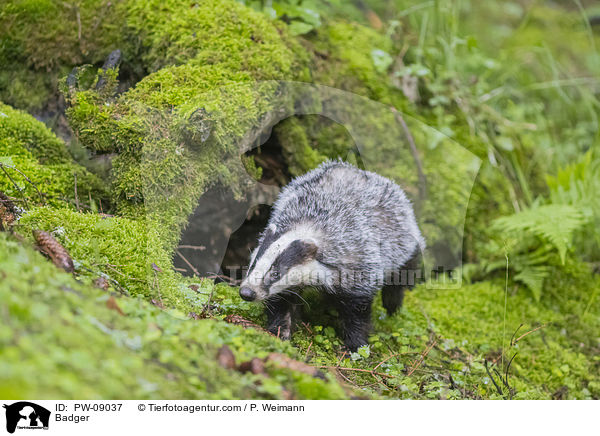 Dachs / Badger / PW-09037