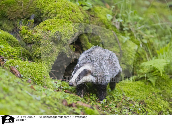 Badger / PW-09037