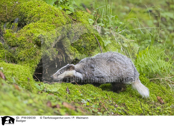 Dachs / Badger / PW-09039