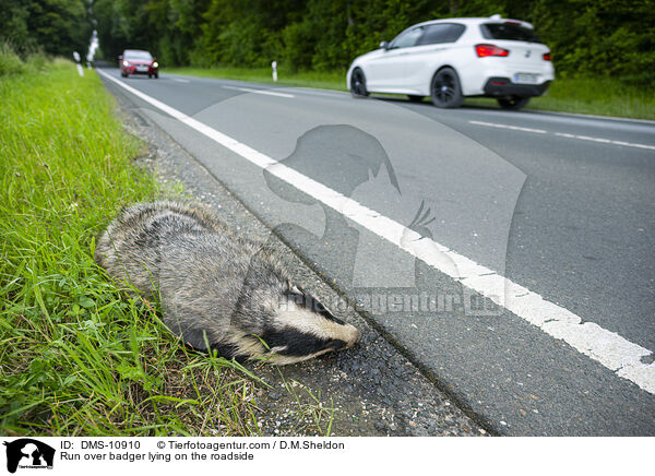 berfahrener Dachs liegt am Straenrand / Run over badger lying on the roadside / DMS-10910