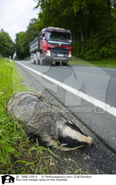 berfahrener Dachs liegt am Straenrand / Run over badger lying on the roadside / DMS-10912