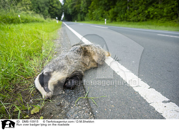 berfahrener Dachs liegt am Straenrand / Run over badger lying on the roadside / DMS-10915