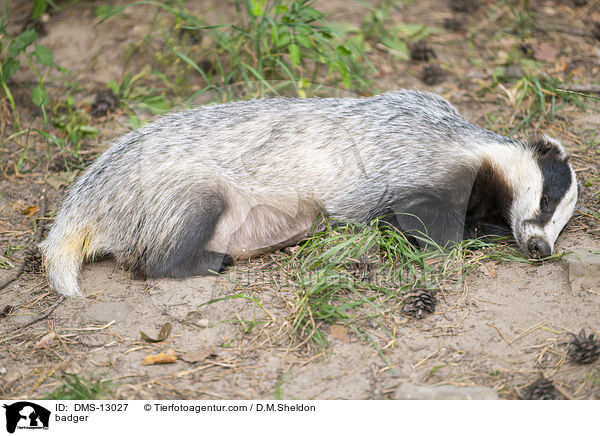 Dachs / badger / DMS-13027