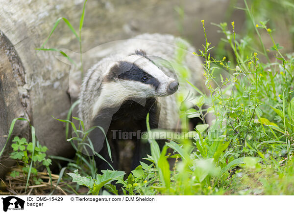 Dachs / badger / DMS-15429