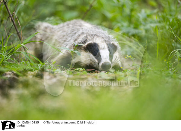 Dachs / badger / DMS-15435