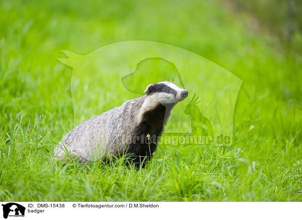 Dachs / badger / DMS-15438