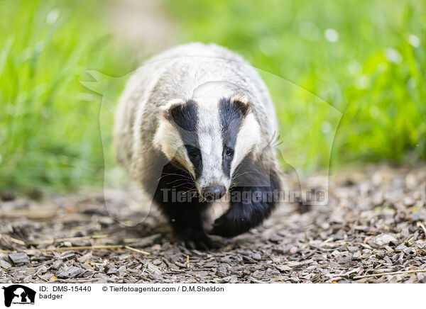 Dachs / badger / DMS-15440