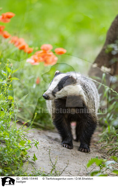 Dachs / badger / DMS-15446