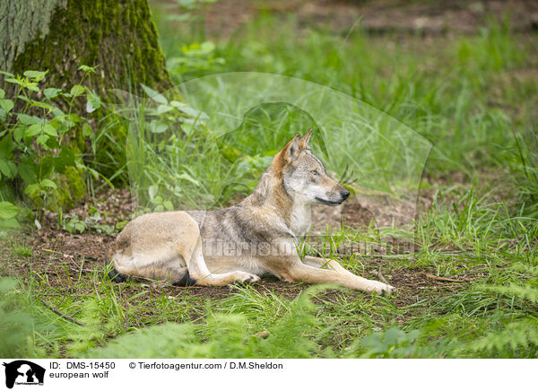Europischer Wolf / european wolf / DMS-15450