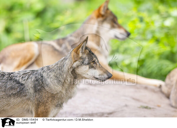 Europischer Wolf / european wolf / DMS-15454