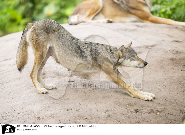 Europischer Wolf / european wolf / DMS-15455