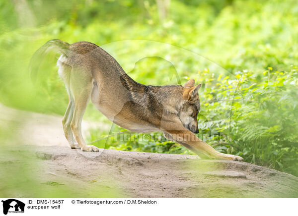 Europischer Wolf / european wolf / DMS-15457