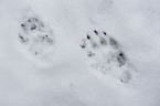 badger footmark