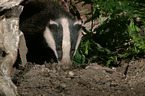 badger