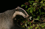 badger