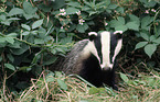 badger