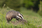 Badger on the meadow