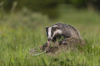 Badger on the meadow