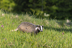 Badger on the meadow