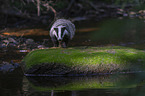 Badger at the water