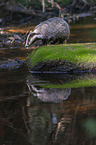 Badger at the water