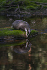 Badger at the water