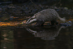 Badger at the water